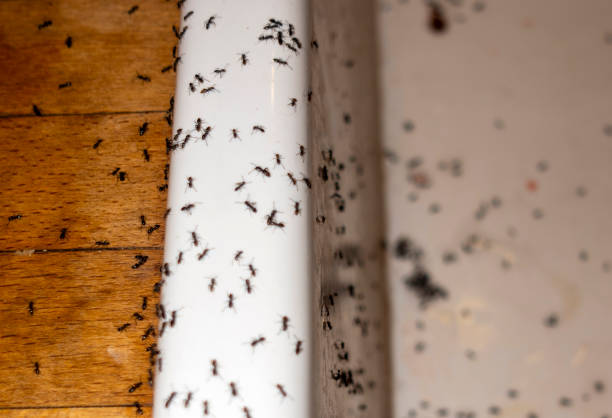 Best Pest Inspection Near Me  in East Newark, NJ