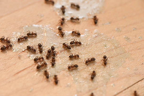 Best Exterminator Services  in East Newark, NJ