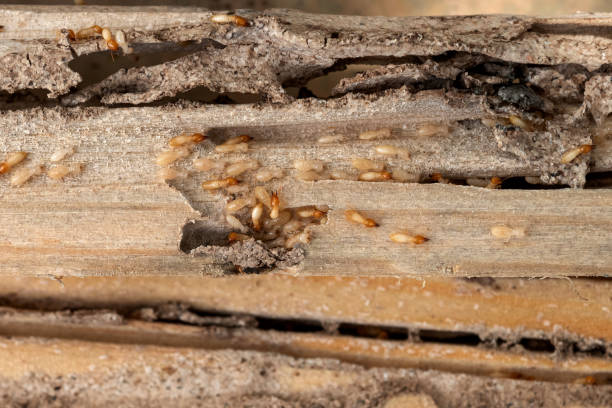 East Newark, NJ Pest Control Company
